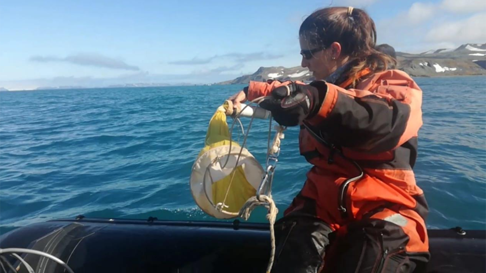 Científicos del CONICET junto a colegas de Alemania y Chile registraron bajas concentraciones de sustancias tóxicas de origen natural en la Antártida.