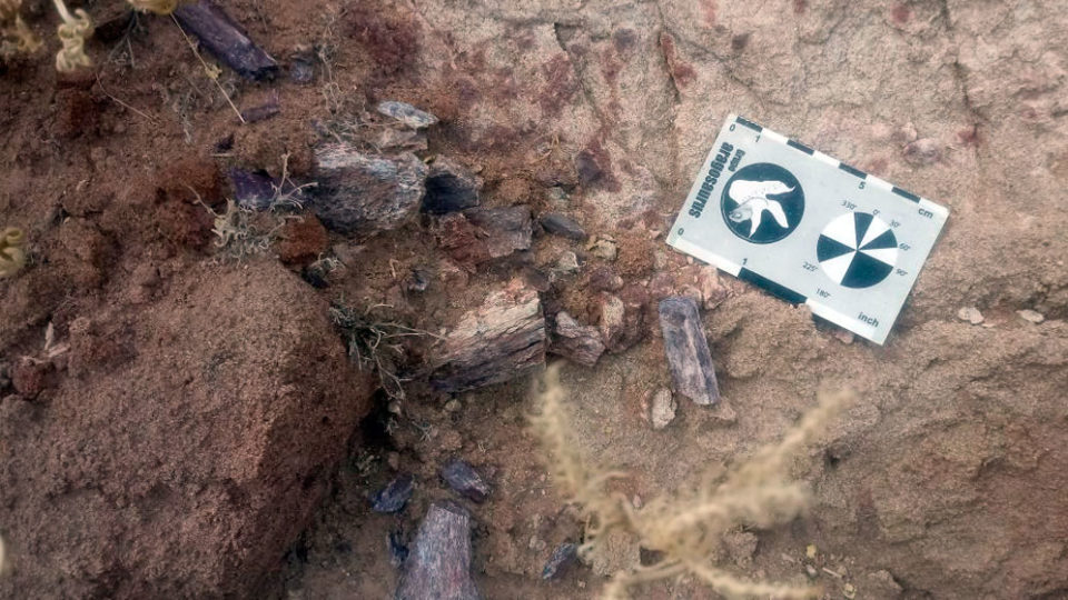 Restos fragmentarios de Prochelidella buitreraensis. Foto de Sebastián Apesteguía