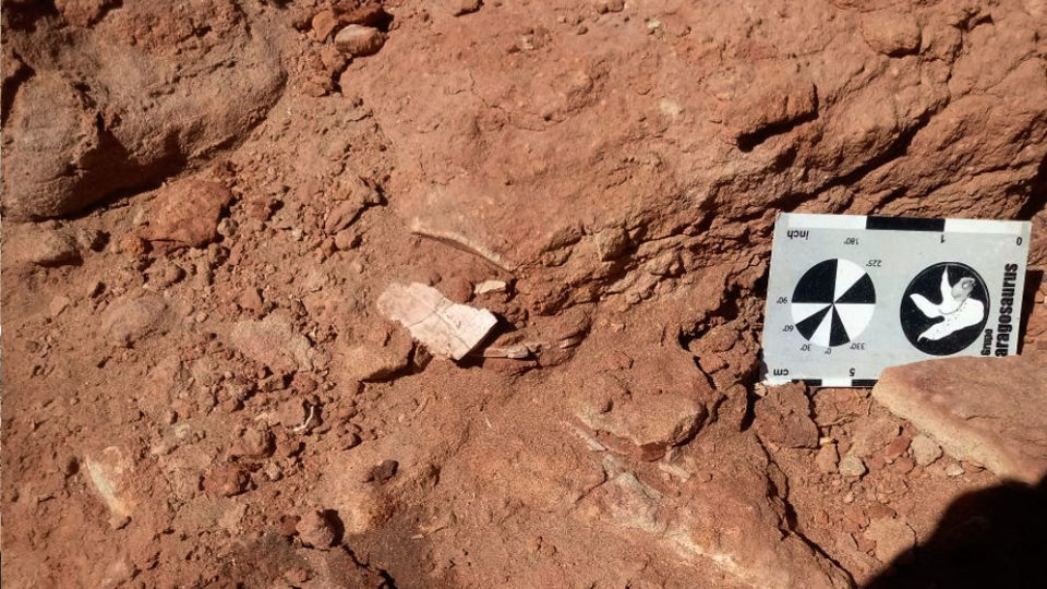 Placas del caparazón de Prochelidella buitreraensis in situ. Foto de Sebastián Apesteguía