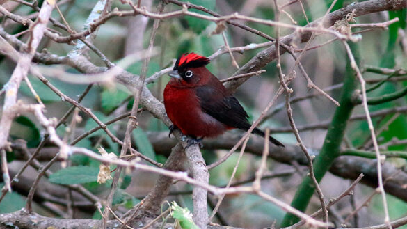 El brasita de fuego (C. cucullatus), la única especie analizada cuya separación entre poblaciones mostró débil asociación con el eje R. Paraná-Paraguay. Crédito: © Steve Walker /Macaulay Library ML65840571.