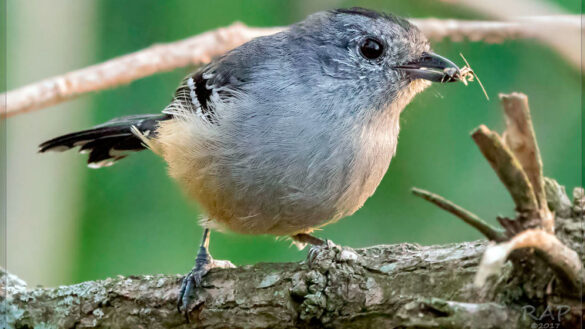 En la choca común (Thamnophilus caerulescens), el contacto de las poblaciones coincide exactamente con la ubicación de la barrera fluvial. Crédito: Crédito: © Ricardo A. Palonsky / Macaulay Library ML62060641.
