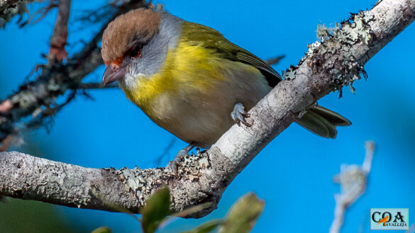 Juan chiviro (Cyclarhis gujanensis), la zona de contacto entre las poblaciones se encuentra al este del eje de los Ríos Paraná-Paraguay. Crédito: © Amed Hernández / Macaulay Library ML166388281.