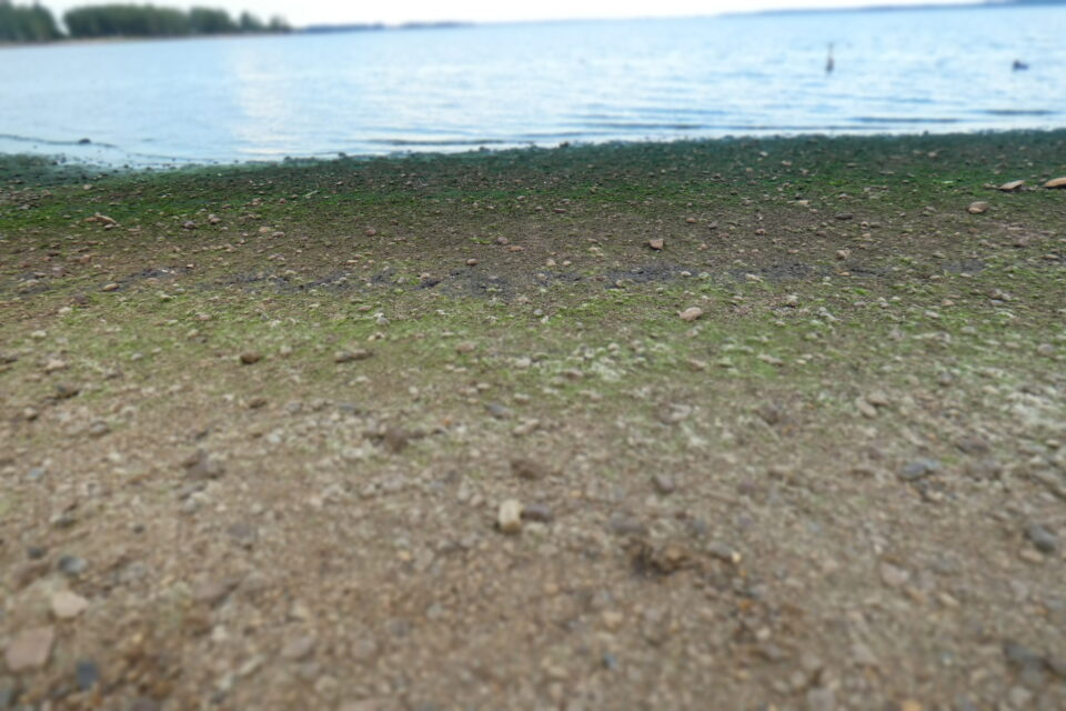 Presencia de cianobacterias en orilla del Lago Salto Grande (Concordia-Entre Ríos)