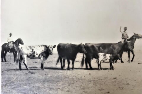 Ganados de la estancia a fines del siglo XIX