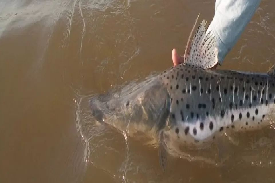 veda de pesca del surubí en Entre Ríos