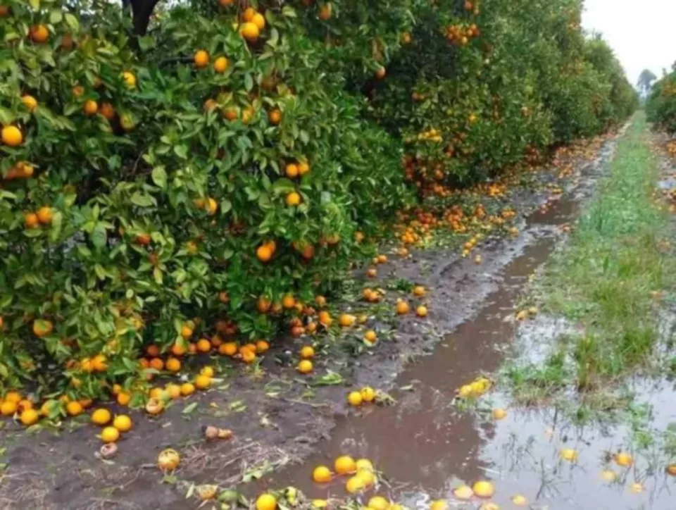Crisis citrícola en Entre Ríos