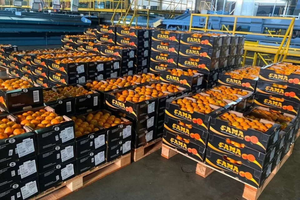 exportaciones de naranjas argentinas 2025