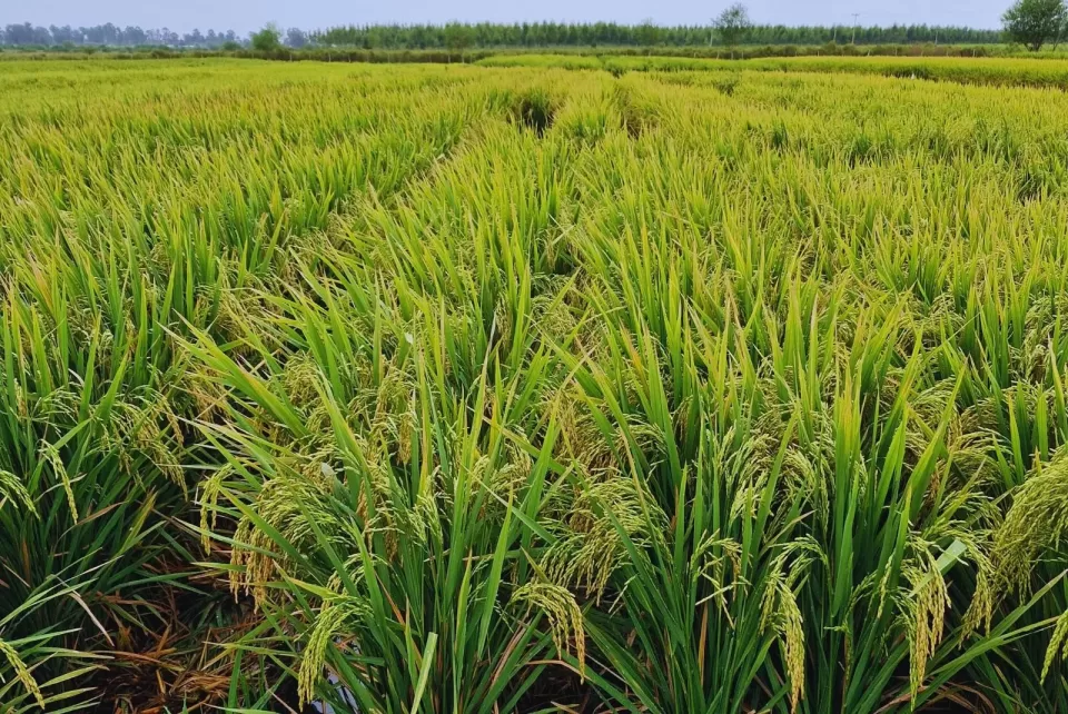 INTA Concepción del Uruguay presentó nuevas variedades de arroz