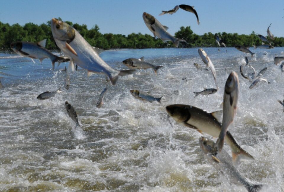 carpas asiáticas en el río Uruguay
