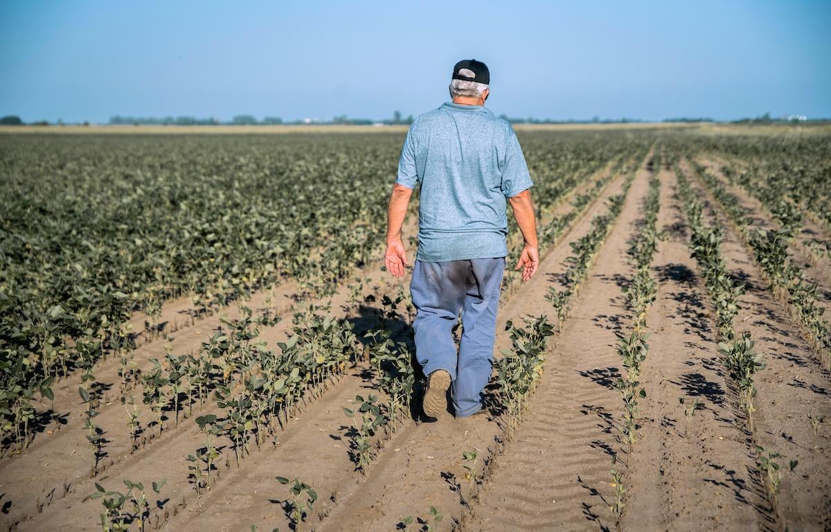 Sequía extrema: La producción de soja en Entre Ríos registra su segundo peor estado en seis años - Salto Grande Extra