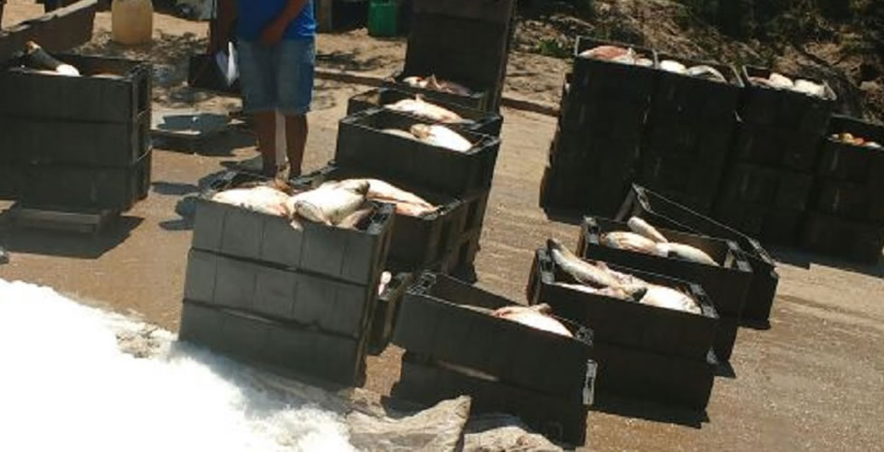 Detectan pesca y caza clandestina: Rescatan fauna silvestre y decomisan 8 toneladas de pescado - Salto Grande Extra