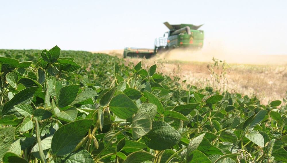 Bolsa de Cereales proyecta caída del 21% en la producción de soja en Entre Ríos - Salto Grande Extra